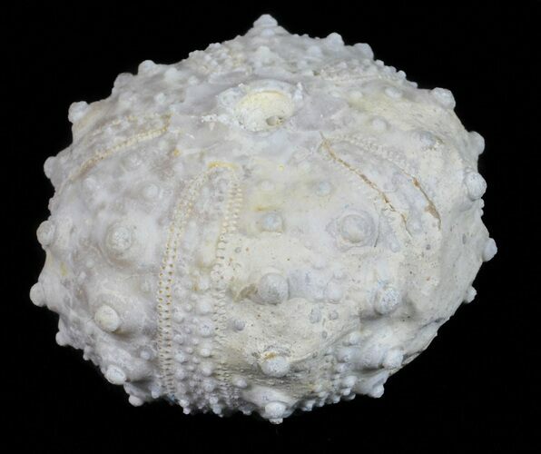 Goniopygus Fossil Echinoid (Sea Urchin) - Talsint, Morocco #55953